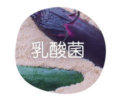乳酸菌